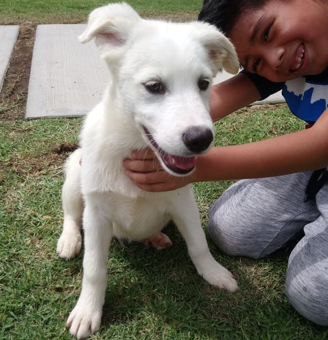 Cachorro en adopcion cruce de husky en Mexico