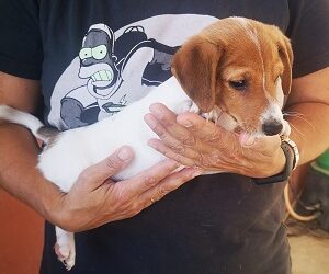 Cachorro Jack Russell en adopcion
