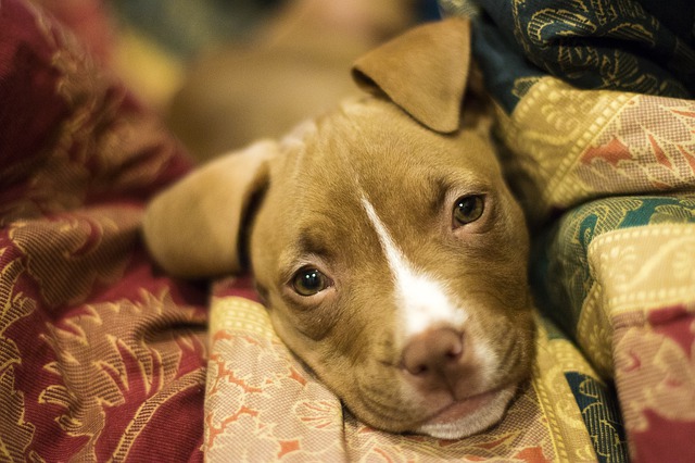 fotos de american pit bull terrier