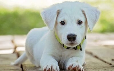 Adaptacion del cachorro al nuevo hogar