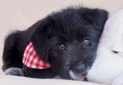 Cachorrita cruce Border Collie en adopcion