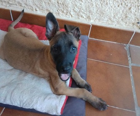 Cachorro pastor belga malinois en adopcion