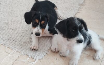 Cachorritos en adopcion tamaño pequeño