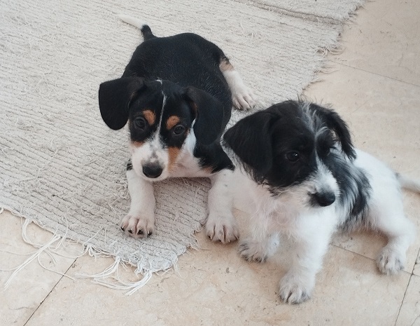 Cachorritos en adopcion tamaño pequeño8 Cachorritos en adopcion tamaño pequeño8