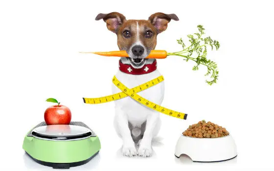 Curso a distancia de Alimentación Saludable en Caninos y Felinos