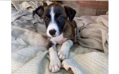 Cachorro adopción almeria