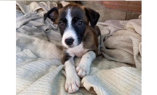 cachorro adopcion almeria cachorro adopcion almeria