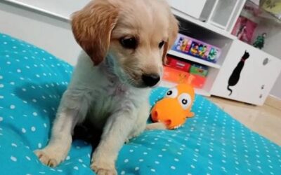 Cachorro tipo Bretón o Golden en adopcion