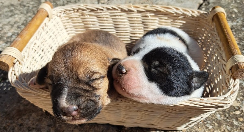 Cachorros mastin en adopcion en Cantabria