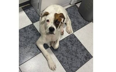 Cachorro Boxer en adopcion Valencia