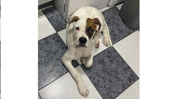 Cachorro Boxer en adopcion Valencia