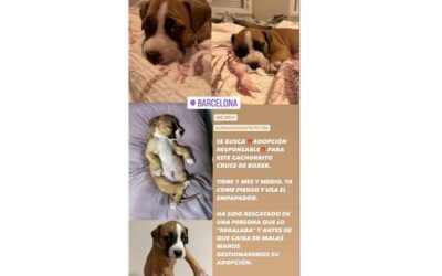 Cachorro boxer en adopción