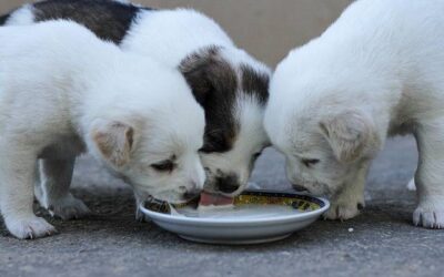 Los 5 mejores piensos para cachorros en 2024