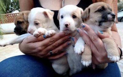 cachorros raza pequeña mediana en adopcion