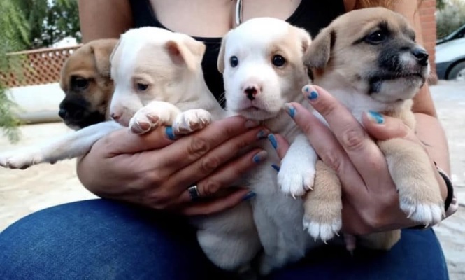 cachorros raza pequeña mediana en adopcion3 cachorros raza pequeña mediana en adopcion3