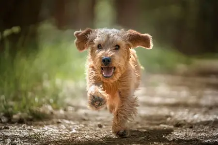 Basset Leonado de Bretaña es un perro afectuoso