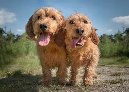 Bassets Leonados suelen llevarse bien con otros perros