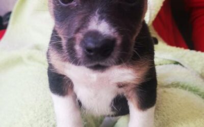 ELIA, cachorro en adopción