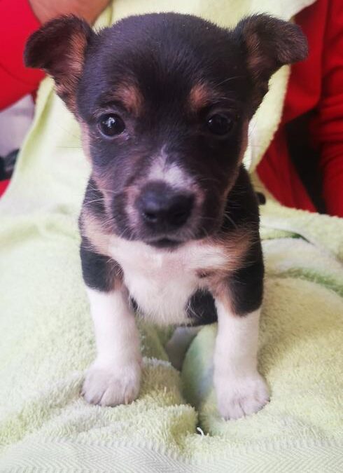 ELIA, cachorro en adopción