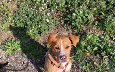 Hero, cachorro en adopción