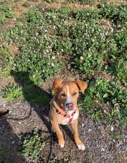 Hero, cachorro en adopción