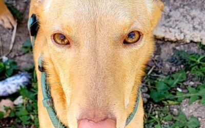 Rubi, cachorro en adopción