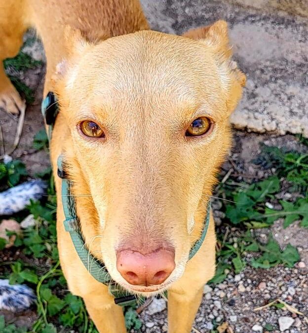 Rubi, cachorro en adopción