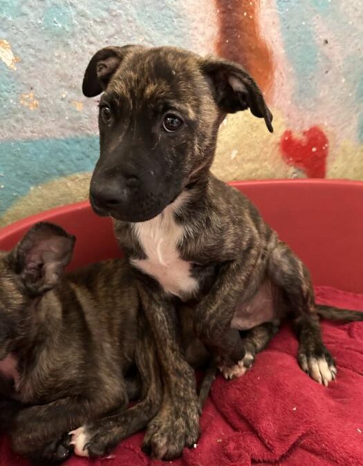 Aladin, cachorro en adopción