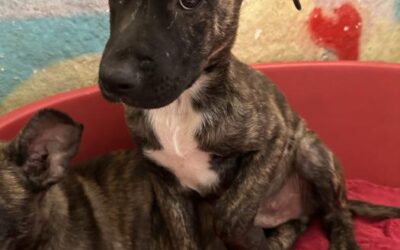 Aladin, cachorro en adopción