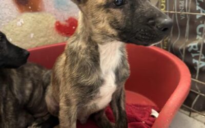 Roki, cachorro en adopción