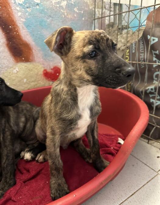 Roki, cachorro en adopción