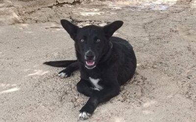 CLARISSA, cachorro en adopción