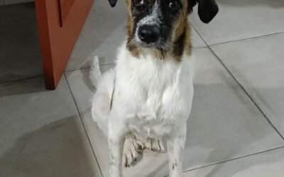 COCO, cachorro en adopción
