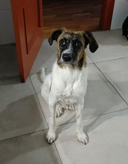 COCO, cachorro en adopción