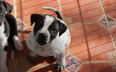 Blue, cachorro en adopción