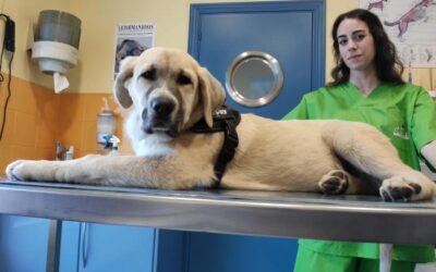 LITHA, cachorro en adopción