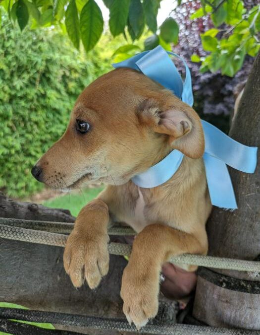 FELIX, cachorro en adopción