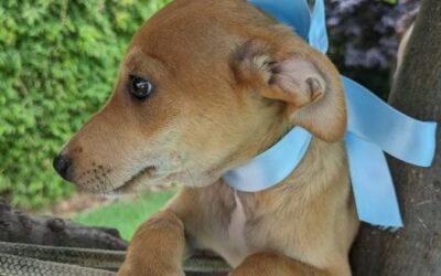 FELIX, cachorro en adopción