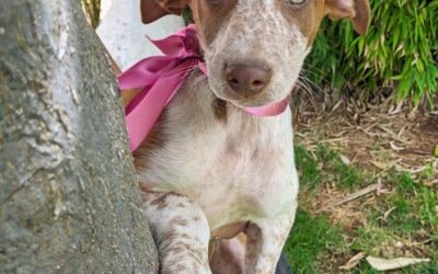 DOMY, cachorro en adopción