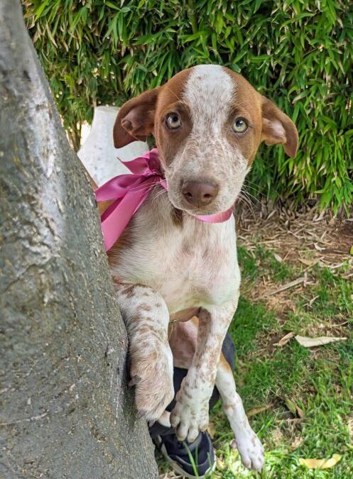 DOMY, cachorro en adopción