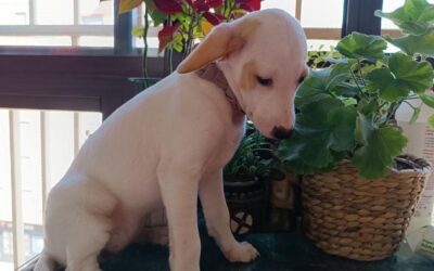 ARIEL, cachorro en adopción