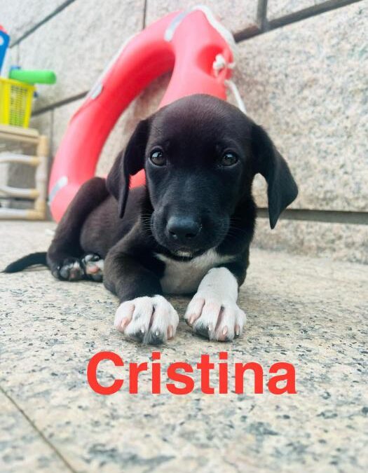 Cristina, cachorro en adopción