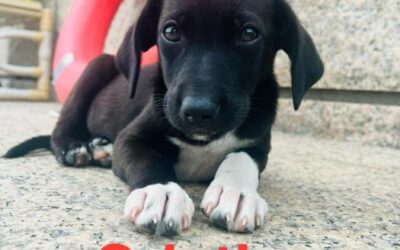 Cristina, cachorro en adopción