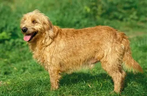 altura basset leonado de bretaña