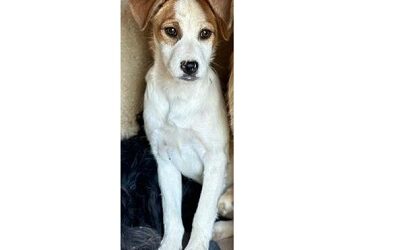 Zoe, cachorro en adopción