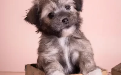 Guía completa para adoptar un cachorro en España: Todo lo que debes saber