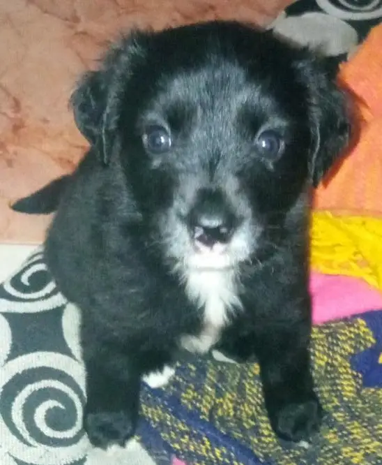 Cachorro en adopción en Cartagena