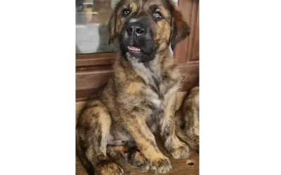 Cachorro Mastín en adopción – Atlas