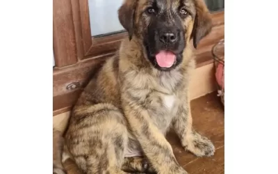 Cachorro mastín en adopcion – Zeus