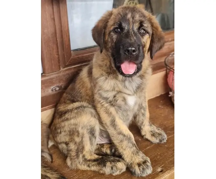 Cachorro mastín en adopcion - Zeus